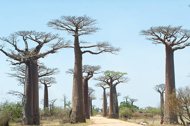 istock Baobab Alley - Madagascar 496486360