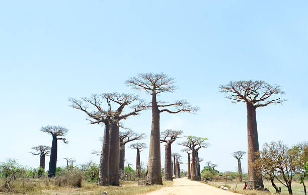 istock Baobab Alley - Madagascar 496486410