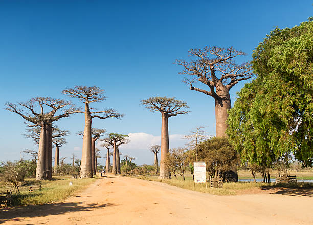 istock Baobab Alley - Madagascar 496486468