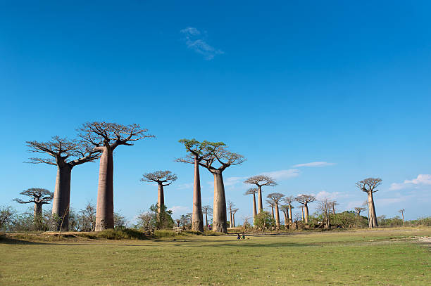 istock Baobab Alley - Madagascar 496486598