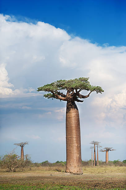 istock Baobab Alley - Madagascar 496486764