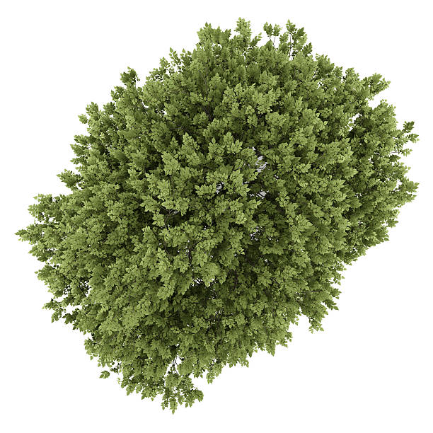 istock top view of hackberry tree isolated on white background 496487836