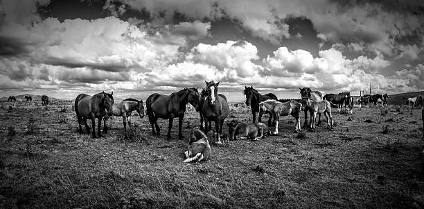 pferde - cowboy blue meadow horizontal stock-fotos und bilder