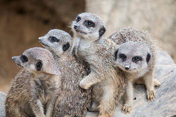 istock Meerkat group standing up and looking in a blur background 496488756