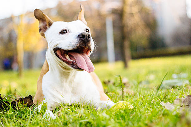 istock Dog enjoying the beautiful day 496488780