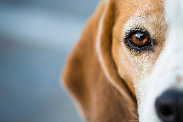 neugierige beagle hound - schnauze stock-fotos und bilder