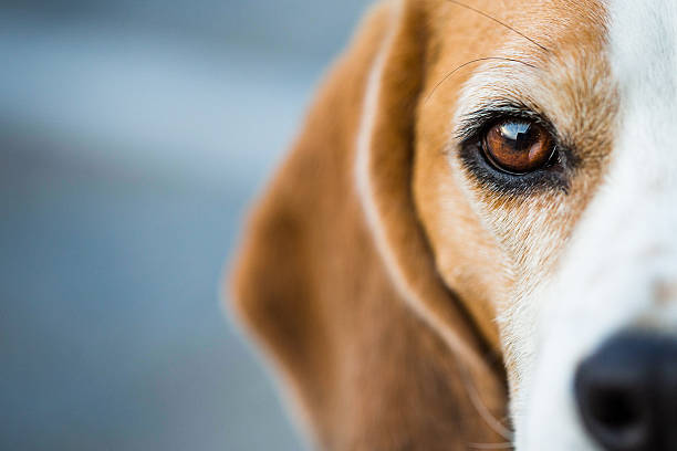 Inquisitive Beagle Hound Half portrait of a Beagle hound looking intently at the viewer snout stock pictures, royalty-free photos & images