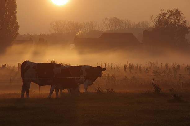 istock Cows in the morning mist 496488850