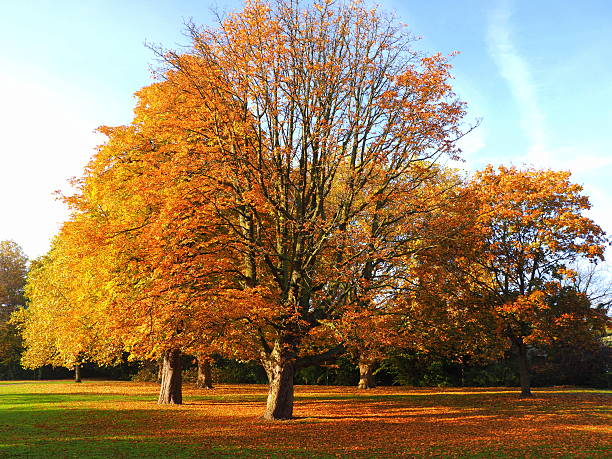istock Tree losing its leaves in autumn 496489036