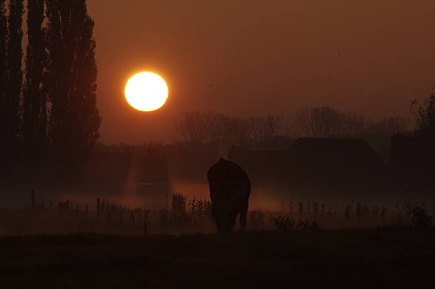 istock Grazing cow at sunrise 496489188