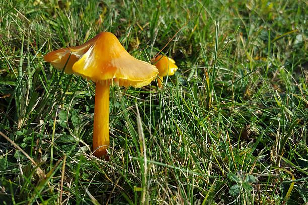 istock Bright yellow waxcap mushroom 496489348