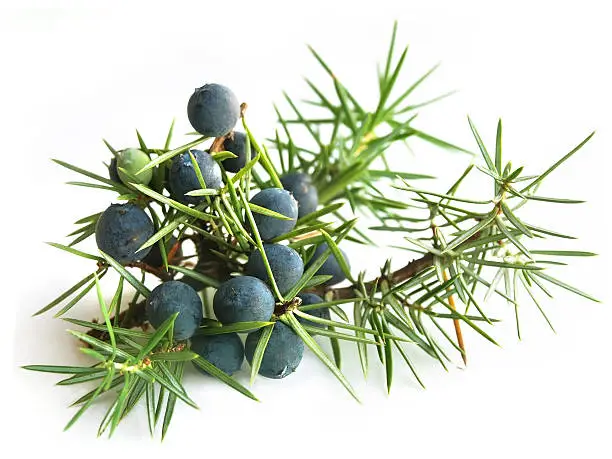 Fruits and leaves of Juniperus communis. Juniper berries are used as culinary spice and in the manufacture of wine.