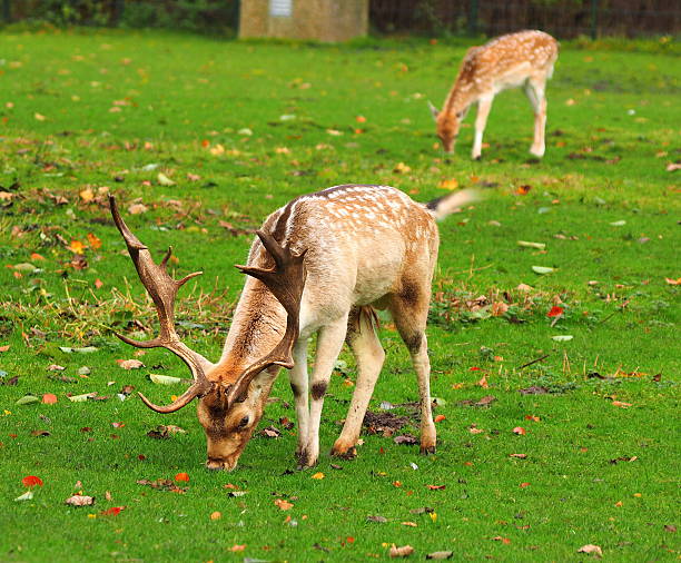 istock Grazing buck with giant antler 496490996