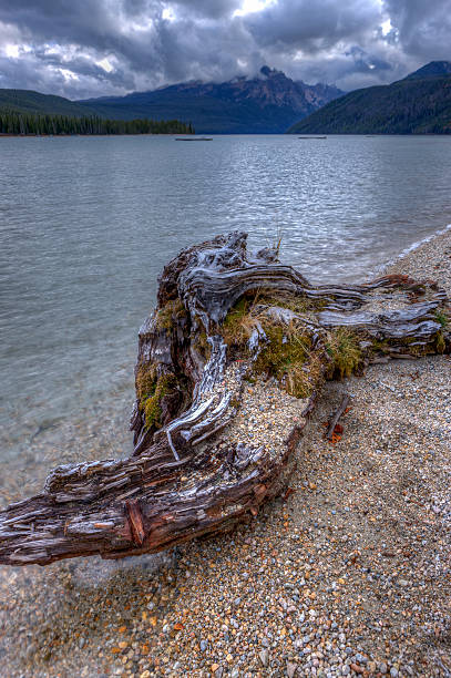 istock Driftwood by the lake. 496491040