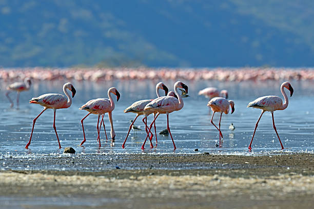 istock Pink Flamingo 496491044
