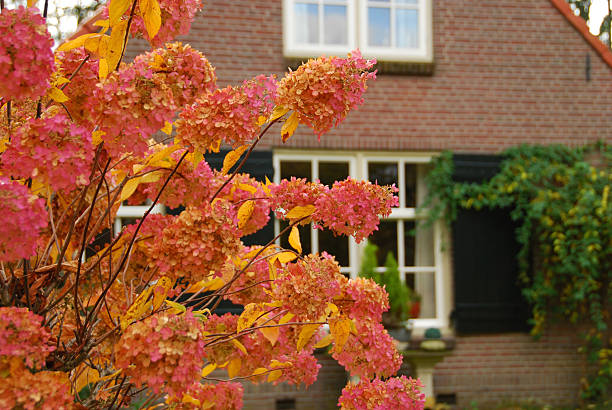 Hortensia paniculata standing in front of a Detached House. 
Hortensia paniculata standing infront of a house in autumn season.

Latin name:Hortensia paniculata  panicle stock pictures, royalty-free photos & images