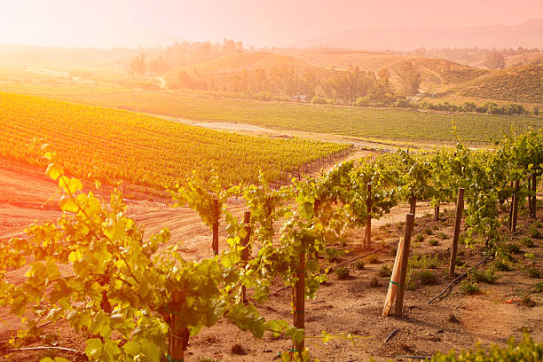 istock Beautiful Lush Grape Vineyard in The Morning Sun and Mist 496493226