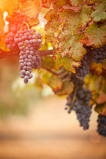 istock Lush, Ripe Wine Grapes on the Vine 496493640