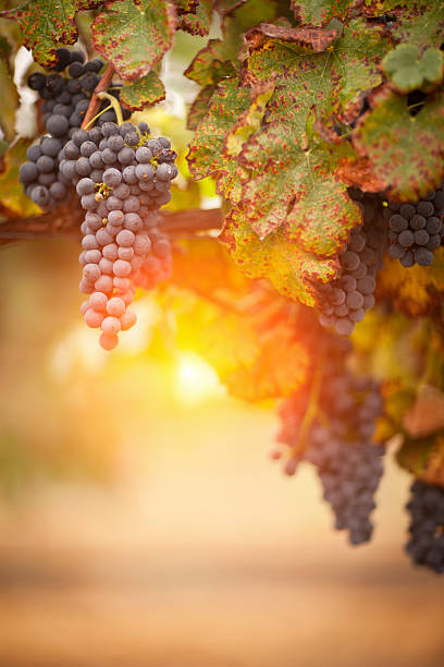 istock Lush, Ripe Wine Grapes on the Vine 496494214