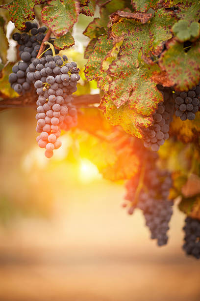 bujną, dojrzałe winogrona na winorośli - vineyard napa valley california vertical zdjęcia i obrazy z banku zdjęć