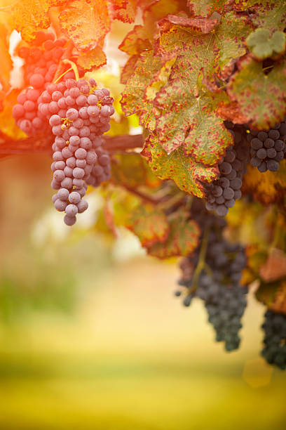 istock Lush, Ripe Wine Grapes on the Vine 496494272