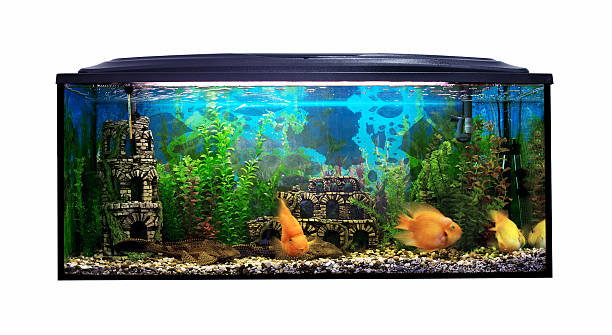 istock Beautiful aquarium with sea fish on a white background 496494706