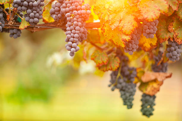 istock Beautiful Lush Grape Vineyard in The Morning Sun and Mist 496495062