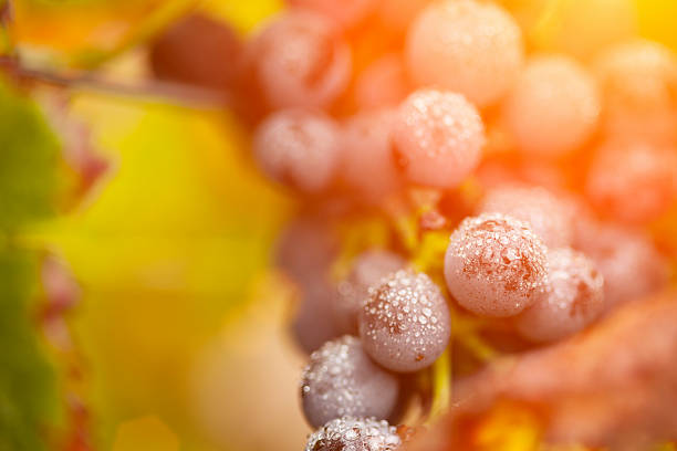 exuberantes, maduras uvas y vino niebla gotas en la vid - vine vineyard wine california fotografías e imágenes de stock