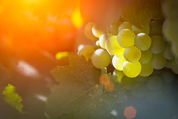 istock Lush White Grape Bushels Vineyard in The Afternoon Sun 496510938