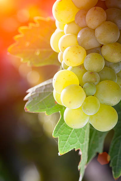 istock Lush White Grape Bushels Vineyard in The Afternoon Sun 496510988