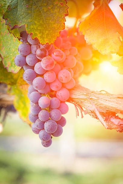 istock Lush Red Grape Vineyard in The Afternoon Sun 496511358