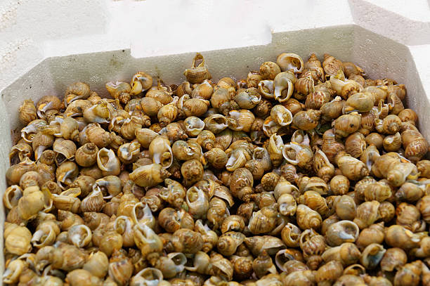 Traditional cooking of the Mediterranean. Fresh snails on market table.