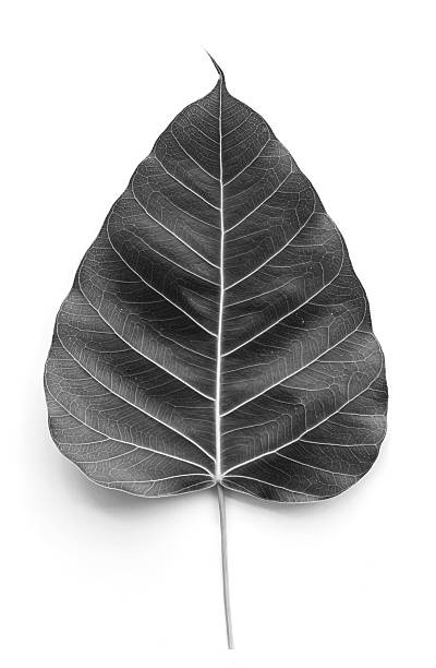 istock Texture Bodhi or Sacred fig leaf on white , gray color 496512184