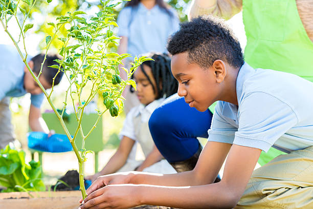 istock African American little boy planting vegetable plants in science class 496513448