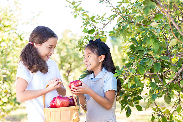 filles en champ cueillette de pommes au verger voyage - apple orchard child apple fruit photos et images de collection