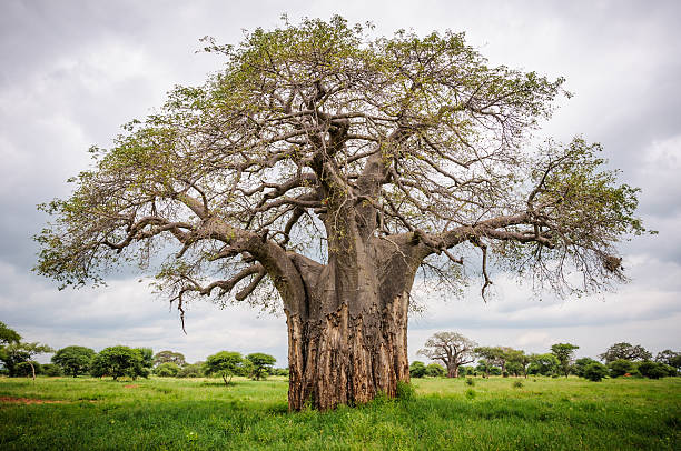 istock Huge baobab tree in Tarangire Park, Tanzania 496513924