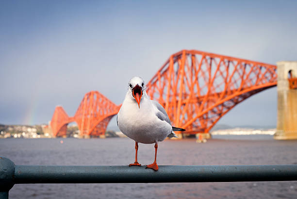 istock Firth of Forth Rail Bridge with seagul 496514846
