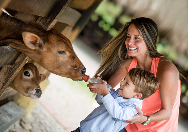 Boy feeding a cow Boy feeding milk to a cow at an animal farm corral photos stock pictures, royalty-free photos & images
