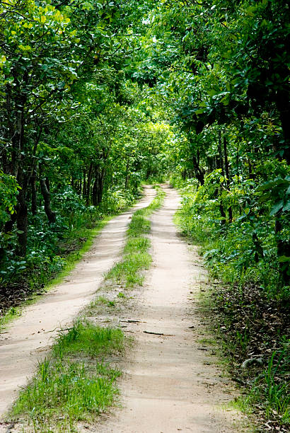istock Dirt Road into the Jungle 496515069