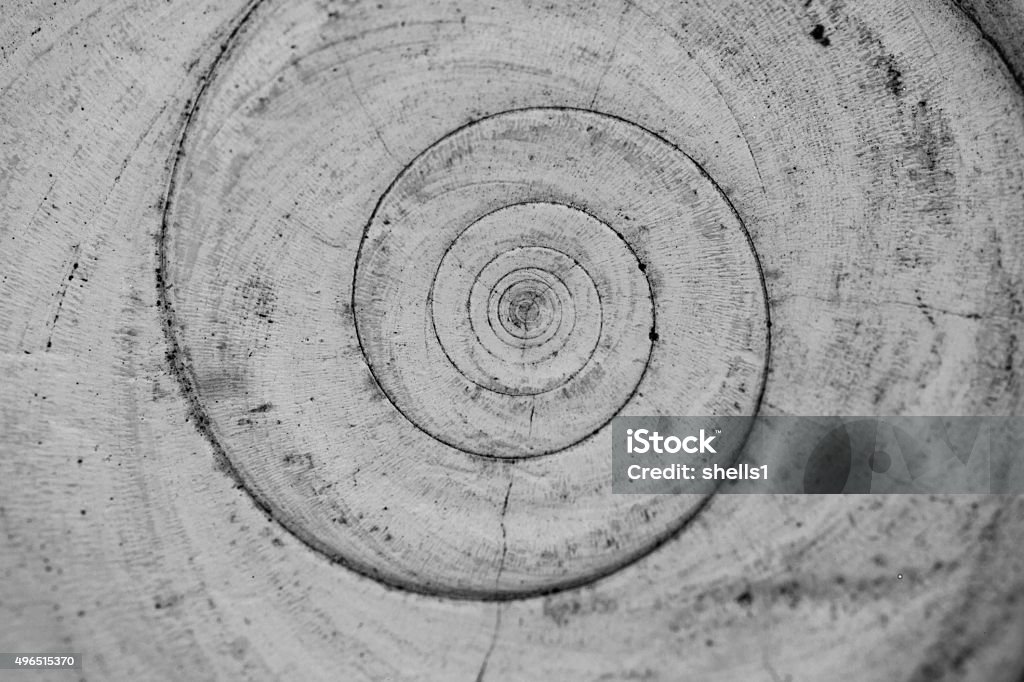 Operculum Operculum or snails shell door. Nature Stock Photo