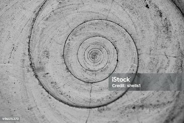 Operculum Stock Photo - Download Image Now - Nature, Spiral, Animal Shell