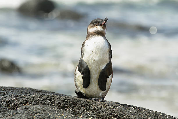 istock Galapagos Penguin, Galapagos Islands, Ecuador 496515405