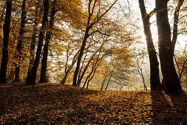istock colors of autumn 496515640