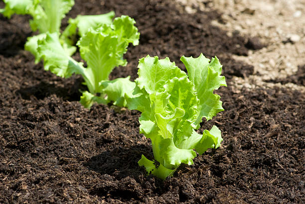 Baby lettuces Baby lettuces growing in a field lettuce stock pictures, royalty-free photos & images