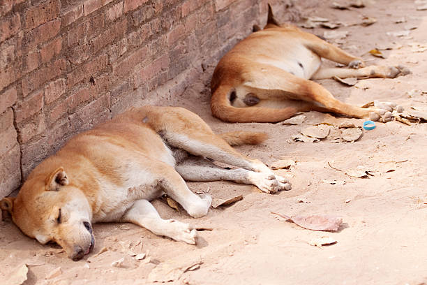 istock Street Dogs 496516741