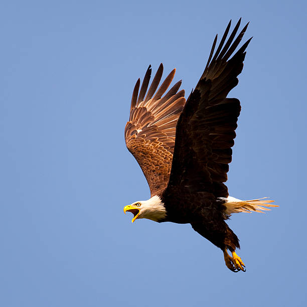 istock Proud and Powerful American Bald Eagle Rules the Skies 496516799