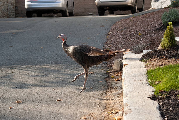 istock Wild turkey in a driveway 496517057