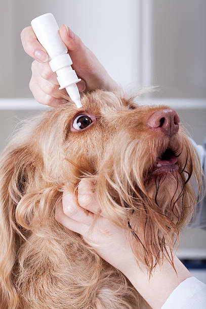 istock Vet applying eye drops to a dog 496517143