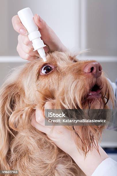 Vet Applying Eye Drops To A Dog Stock Photo - Download Image Now - Animal, Animal Body Part, Animal Eye