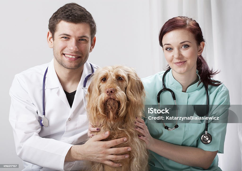 Portrait de chien avec deux vétérinaires - Photo de Vétérinaire libre de droits